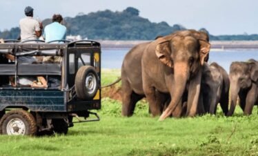 wildlife yala safari sri lanka