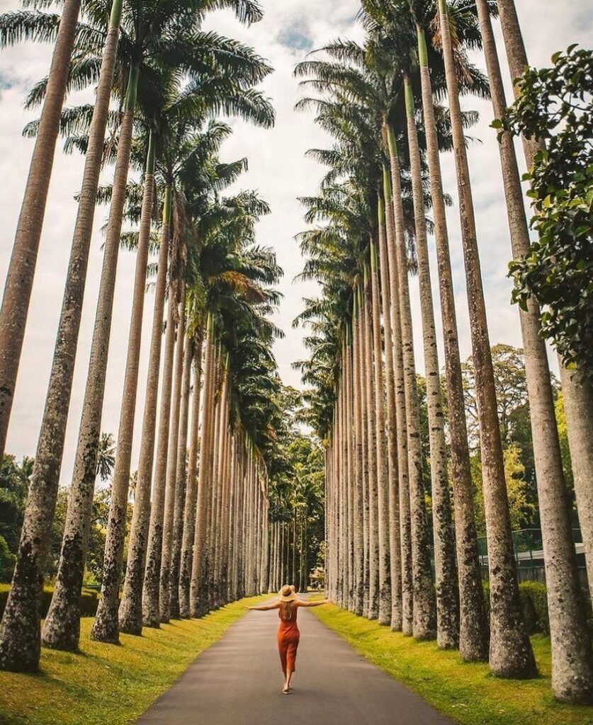 what is Sri Lanka? this is peradeniya bottanical garden from Sri Lanka